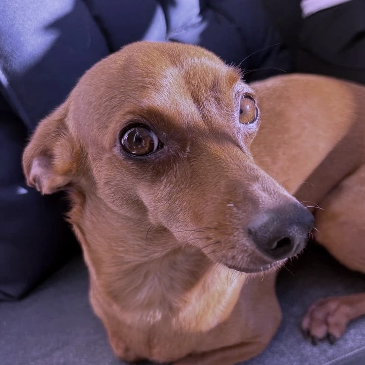 Kadu, o cachorro da Encantaria